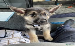Shepsky dogs for sale: Gerbirian  shepskis - Image 5