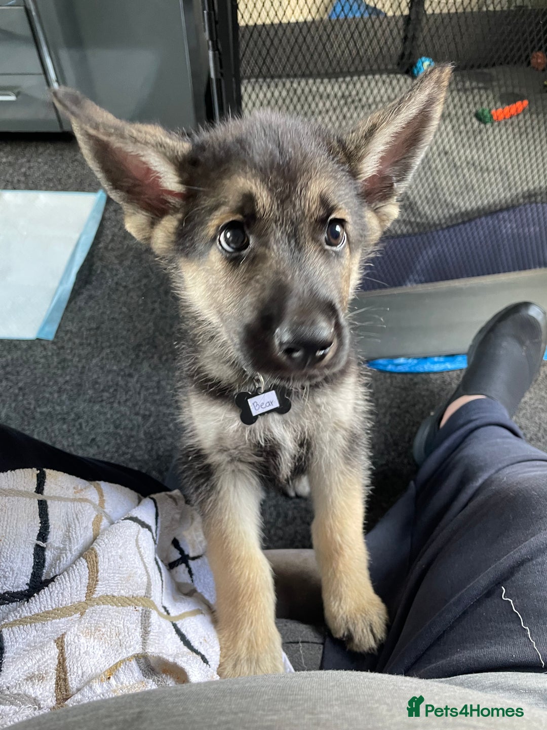 Shepsky dogs for sale: Gerbirian  shepskis - Image 5