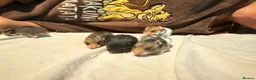 Hamster rodents for sale: Baby Syrian Hamsters in Lutterworth - Advert 3