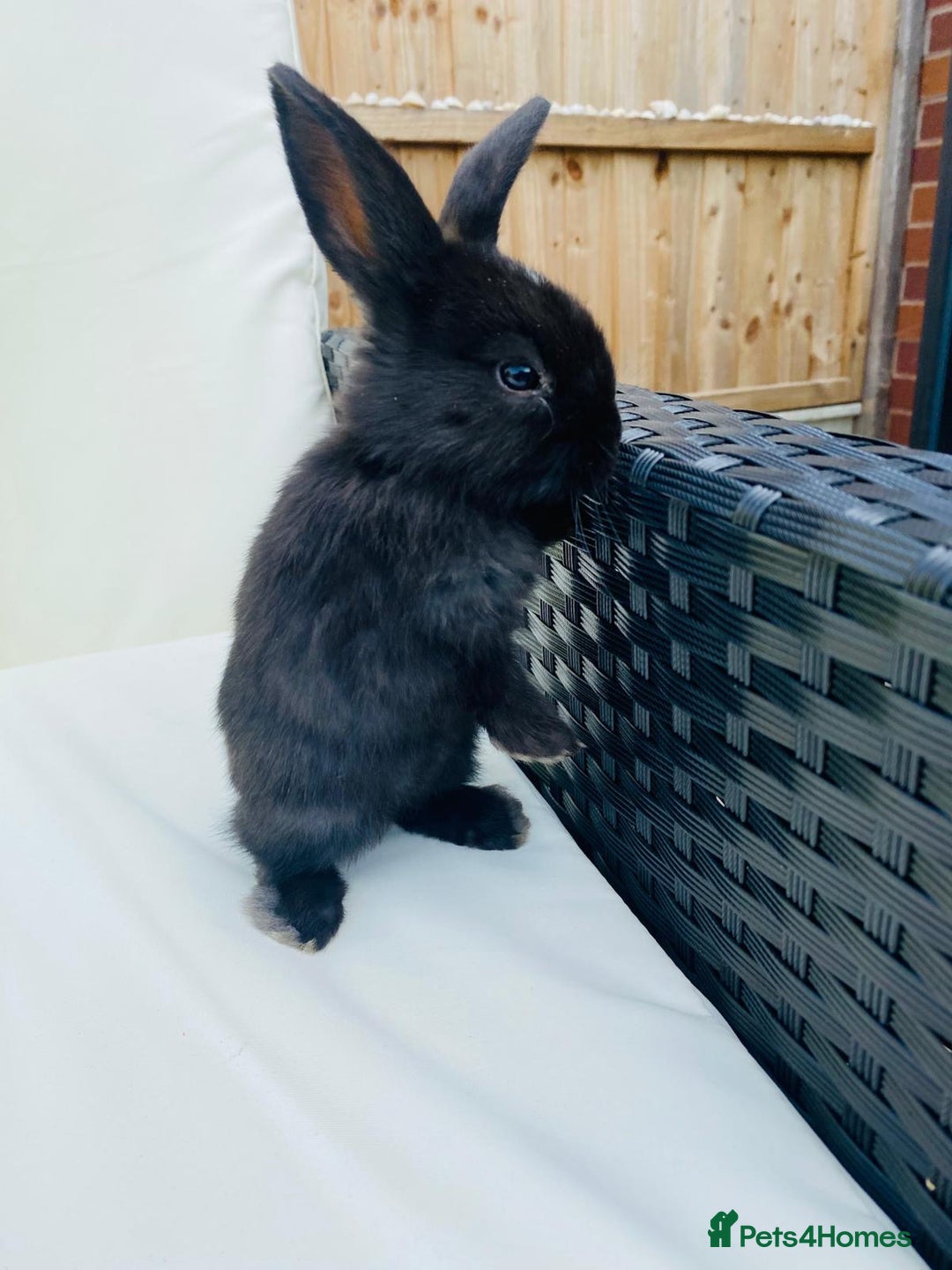 Mini Lop rabbits for sale: 2 lovely male rabbits  - Advert 5
