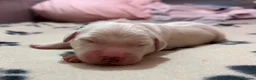 Golden Retriever dogs for sale: GOLDEN RETRIEVER PUPPIES  - Advert 13