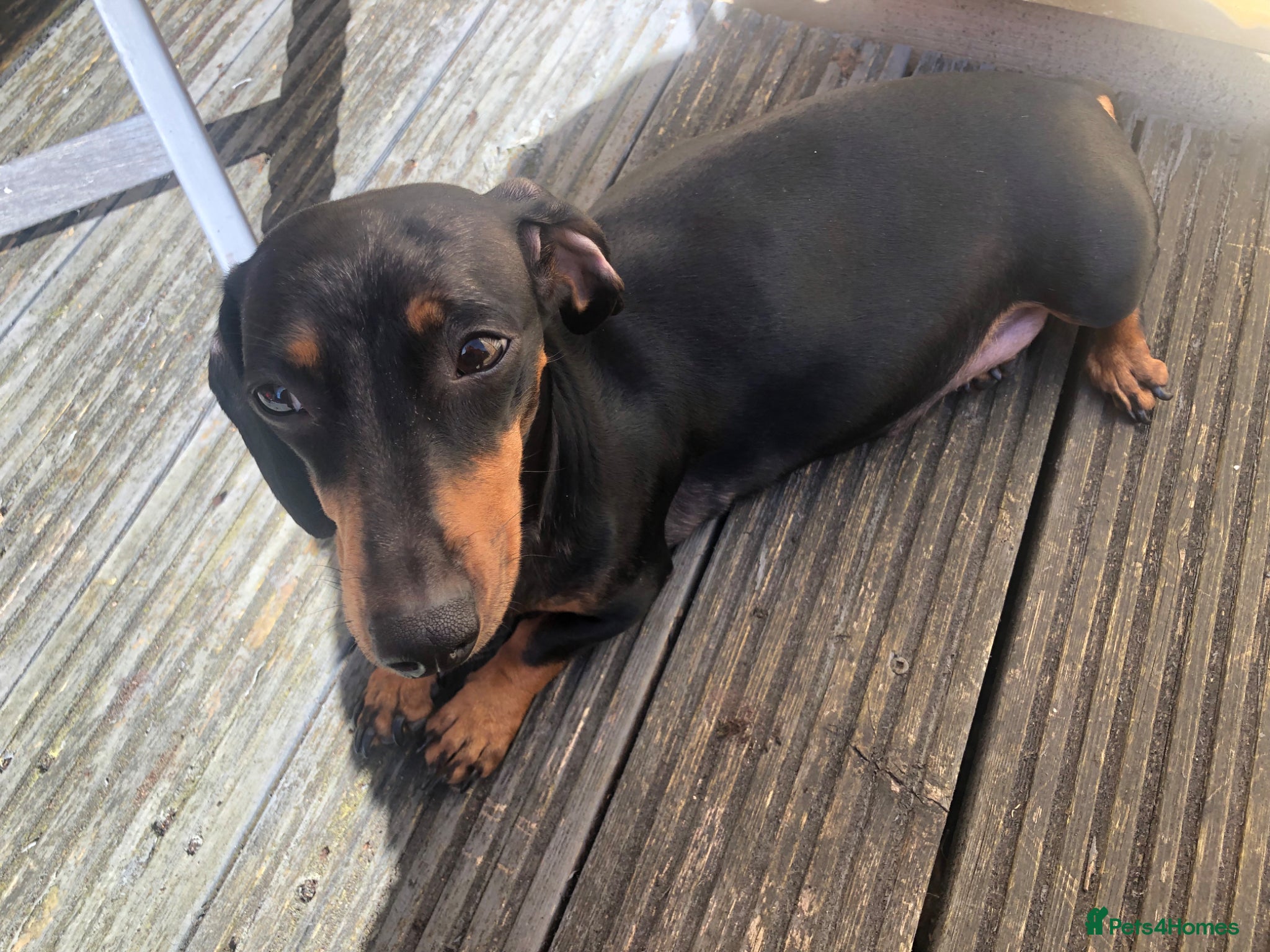 Miniature Dachshund dogs Beautiful mini dachshund  - Advert 1