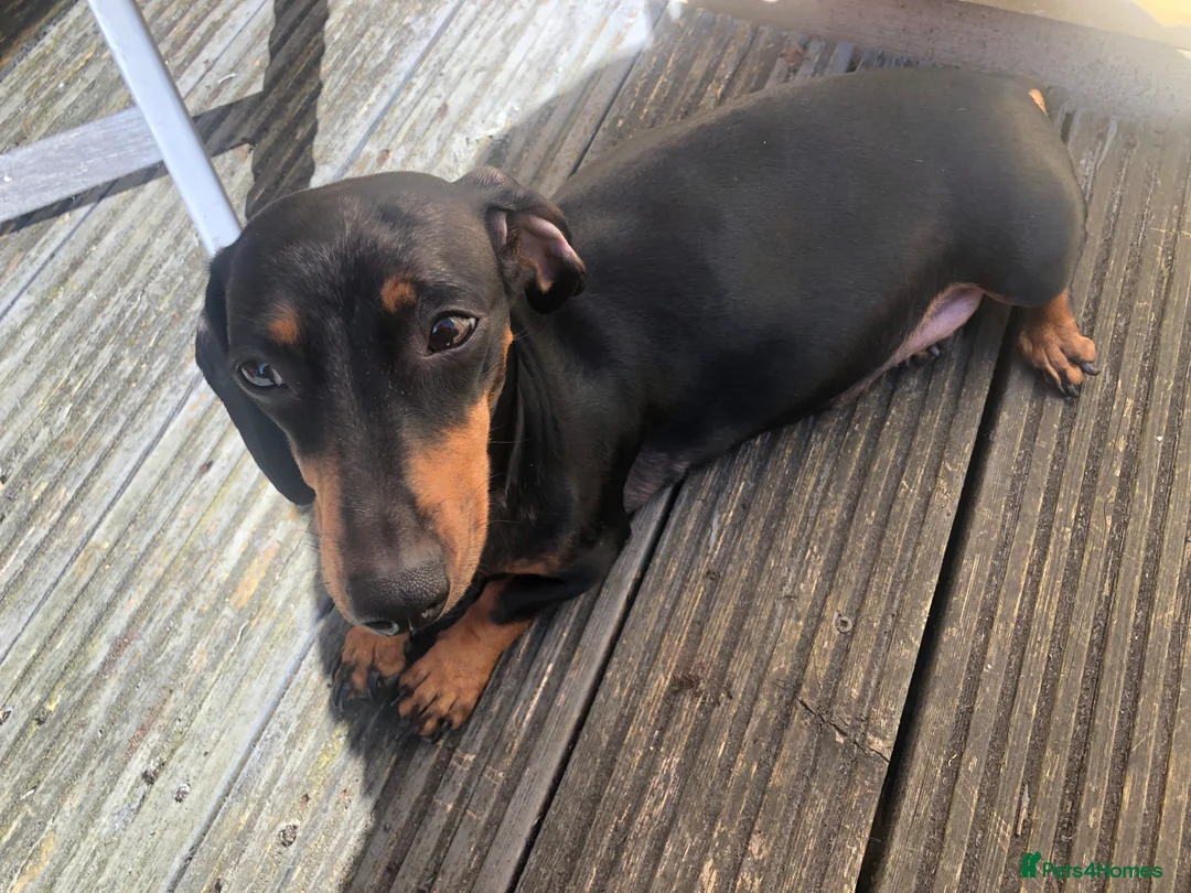 Miniature Dachshund dogs for sale: Beautiful mini dachshund  in Sandy - Advert 1