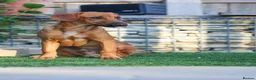 Mixed Breed dogs for adoption: Handsome Henry - Advert 13