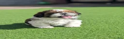Shih Tzu dogs for sale: Beautiful Boy From Show Lines  - Advert 2