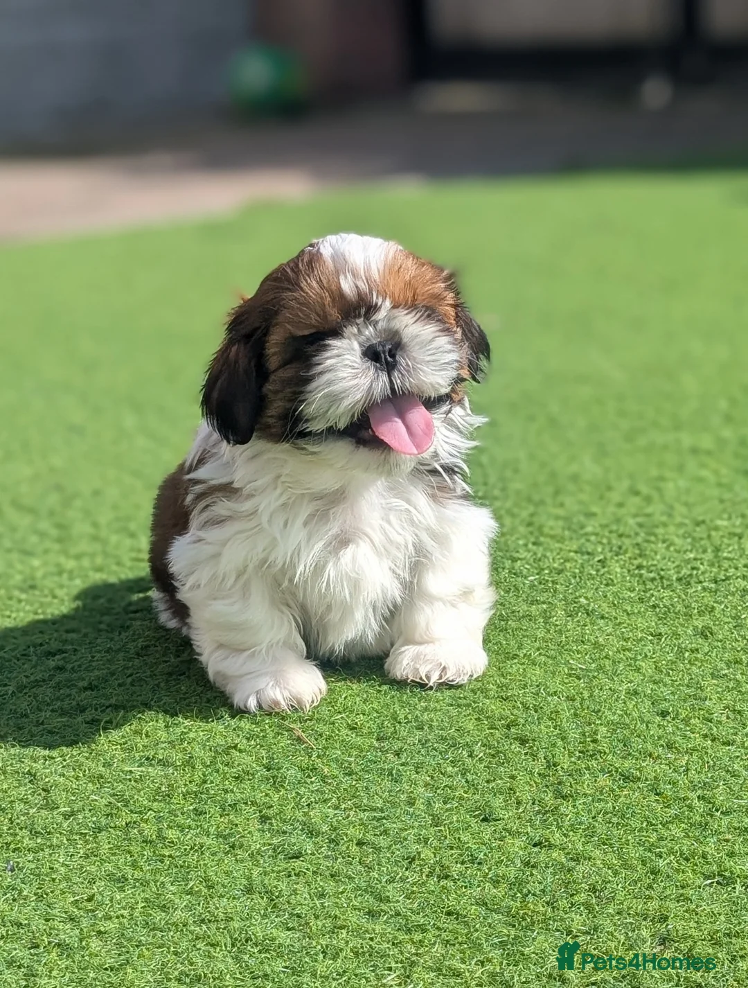 Shih Tzu dogs for sale: Beautiful Boy From Show Lines  - Advert 2