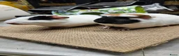 Guinea Pig rodents for sale: Beautiful well handled baby boys guinea pigs  - Advert 6