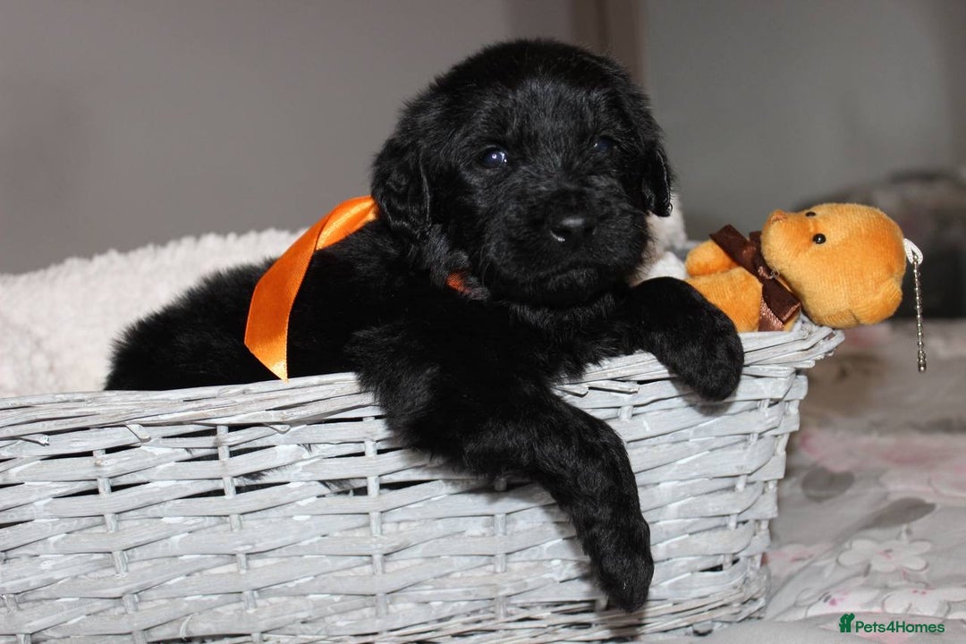 Goldendoodle dogs for sale: F1 Goldendoodle black Puppies - Advert 37