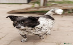 Mixed Breed dogs for adoption: 💖🐶 LYRA 🐶💖 - Image 6