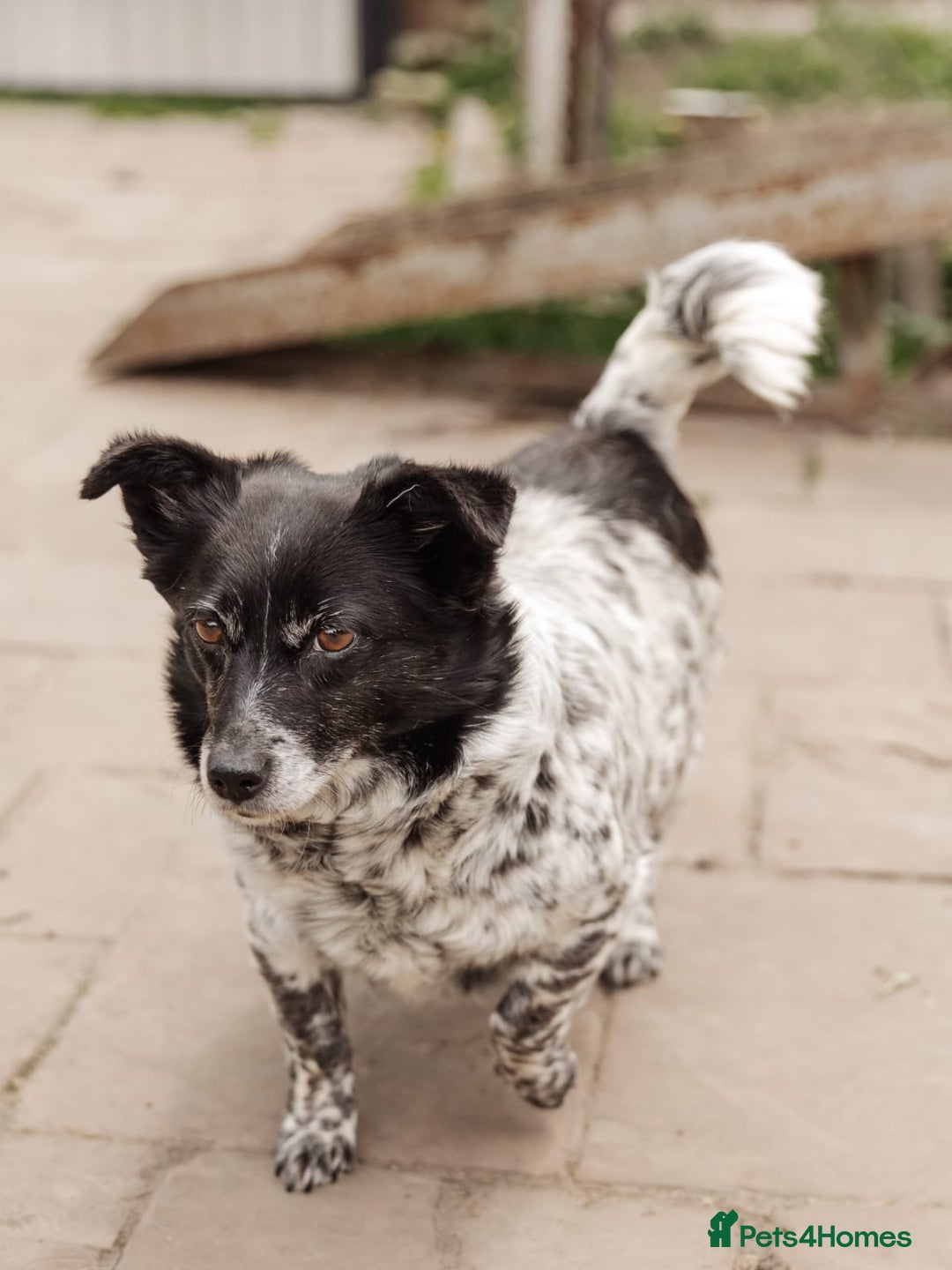 Mixed Breed dogs for adoption: 💖🐶 LYRA 🐶💖 - Image 6