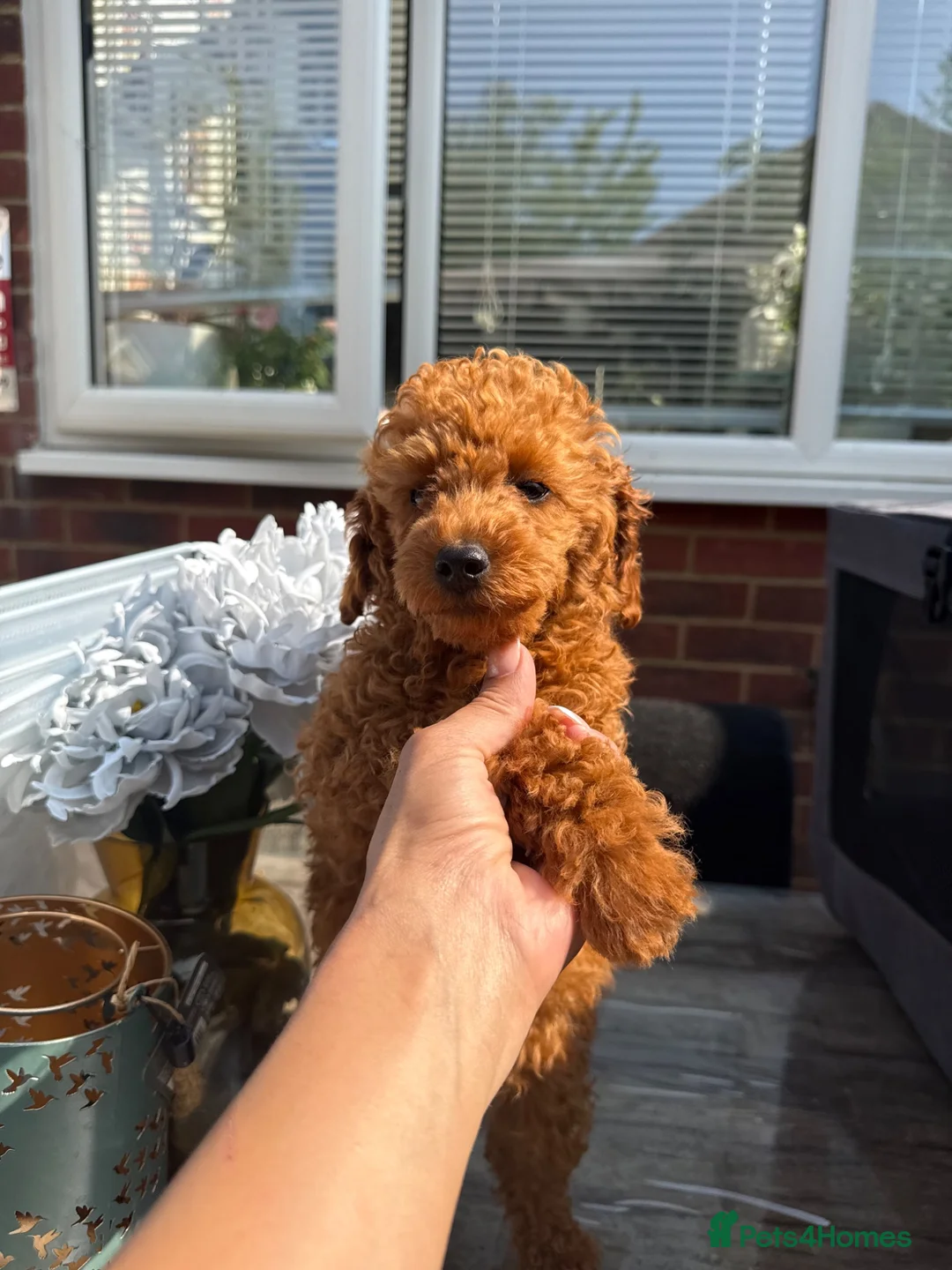 Toy Poodle dogs for sale: Last girl KC Register Toilet Trained Toy poodle - Advert 2