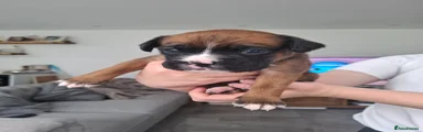 Boxer Puppy 3