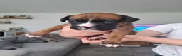 Boxer dogs for sale: KC Registered Boxer Puppies Bobtail/tailed - Advert 9