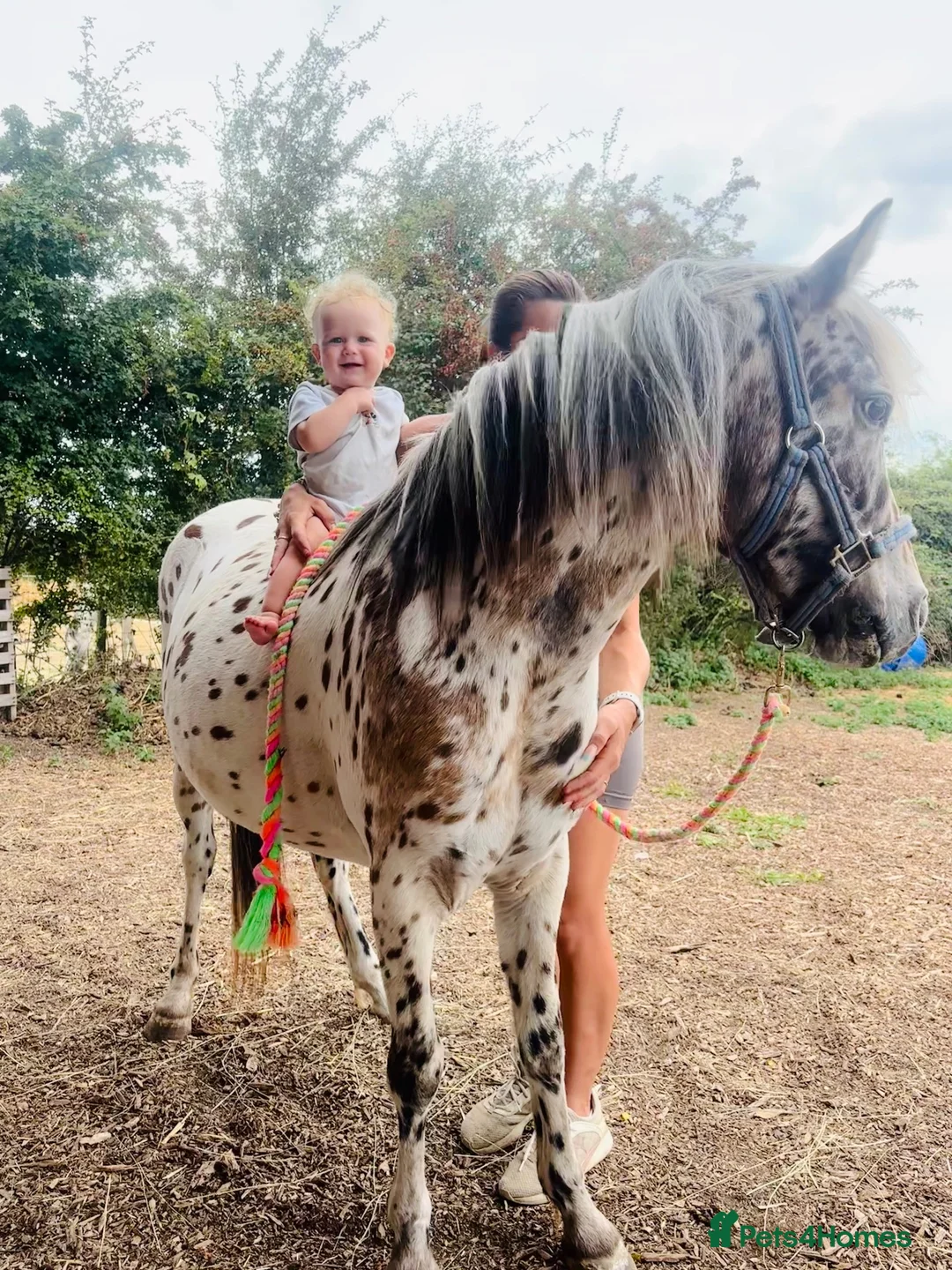 Riding pony horses for sale: Mowgli - British Spotted Pony  in Sittingbourne - Advert 4