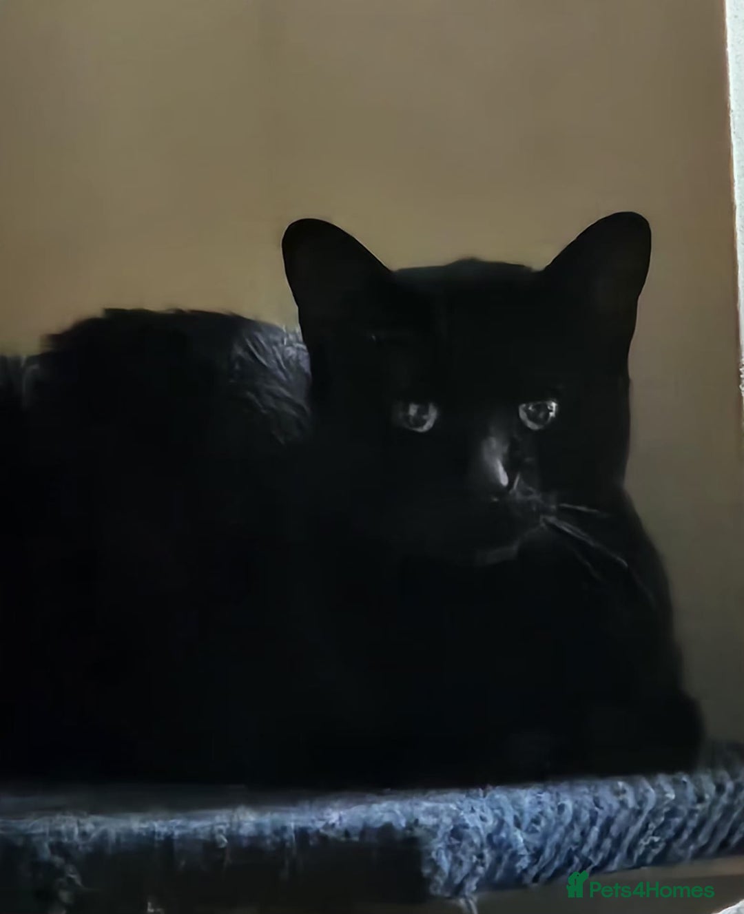 Mixed Breed cats for adoption: Ozzy deserves better  - Advert 7