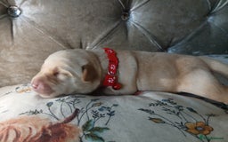 Labrador Retriever dogs for sale: 5 beautiful labrador puppies - Image 3