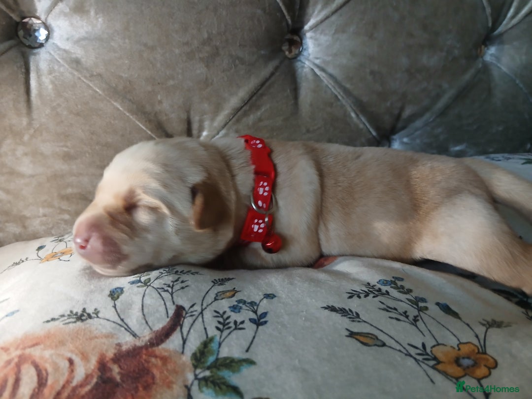 Labrador Retriever dogs for sale: 5 beautiful labrador puppies - Image 3