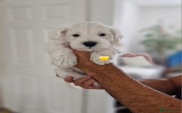 Miniature Schnauzer dogs for sale: Pure White Miniature Schnauzer puppies - Image 7