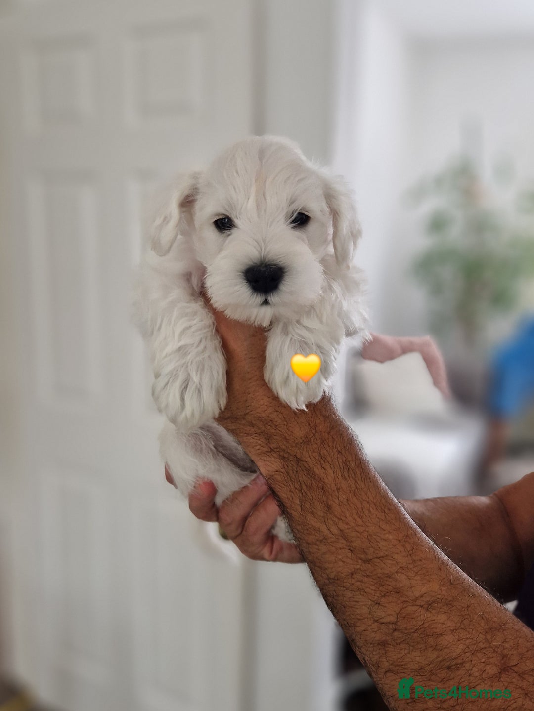 Miniature Schnauzer dogs for sale: Pure White Miniature Schnauzer puppies - Image 7