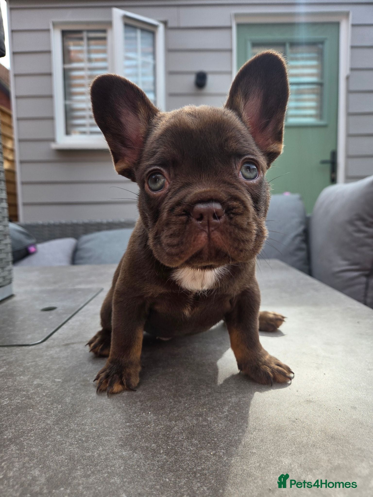 French Bulldog dogs French bulldog pups lovely colours  - Advert 2