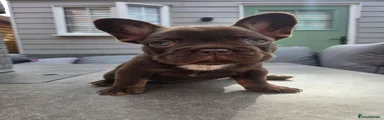 French Bulldog 1
