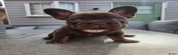 French Bulldog dogs for sale: French bulldog pups lovely colours  - Advert 2