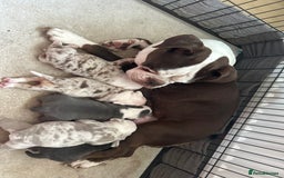 Old Tyme Bulldog dogs for sale: Rainbow litter of stunning old tyme bulldogs  - Image 1