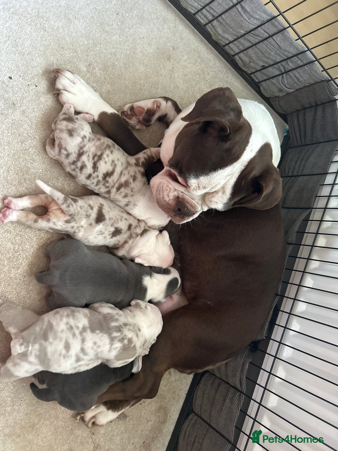 Old Tyme Bulldog dogs for sale: Rainbow litter of stunning old tyme bulldogs  - Image 1