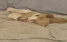 Mixed Breed dogs for sale: Cavapochon puppies  - Image 1