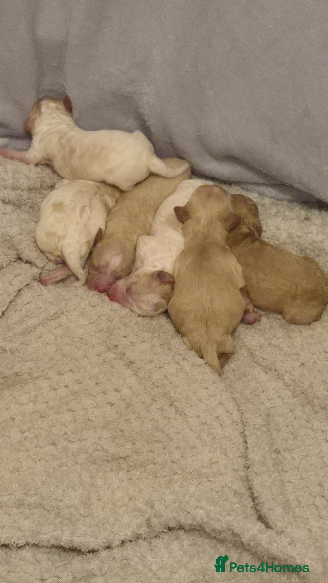 Mixed Breed dogs for sale: Cavapochon puppies  - Image 1