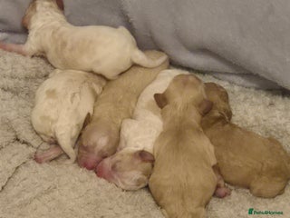 Mixed Breed dogs - Advert 4