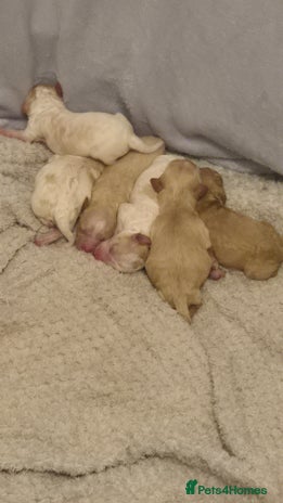 Mixed Breed dogs - Advert 5