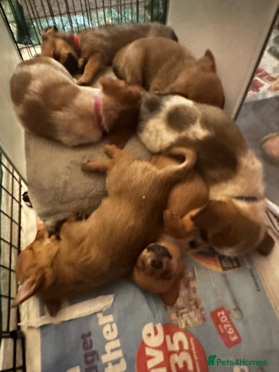 Mixed Breed dogs for sale: Dameranian Fluffballs  - Advert 10