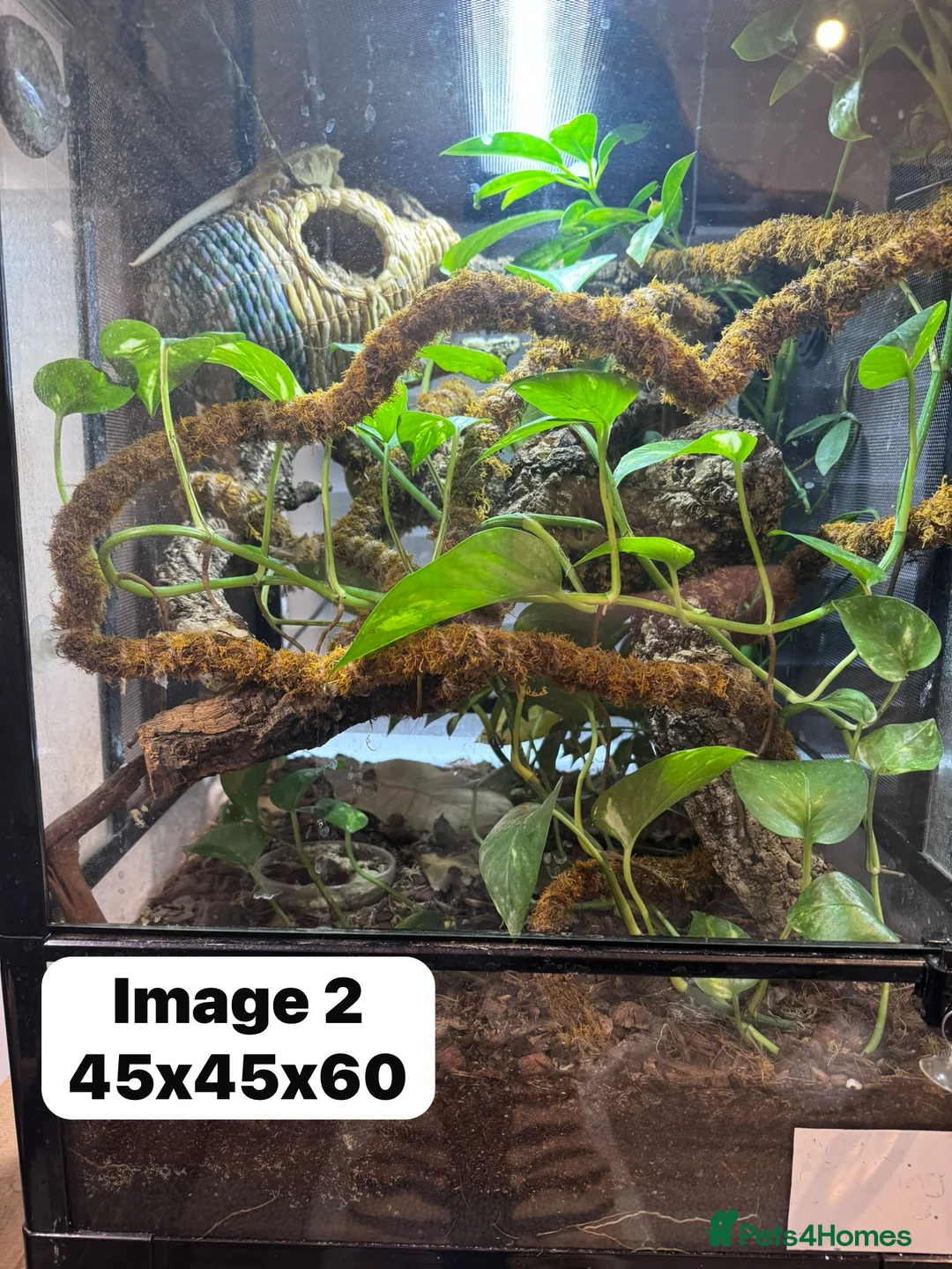Gecko reptiles for sale: CRESTIES & ENCLOSURES - Advert 7
