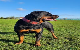 Rottweiler dogs for sale: KC chunky rottweiler puppies - Advert 2