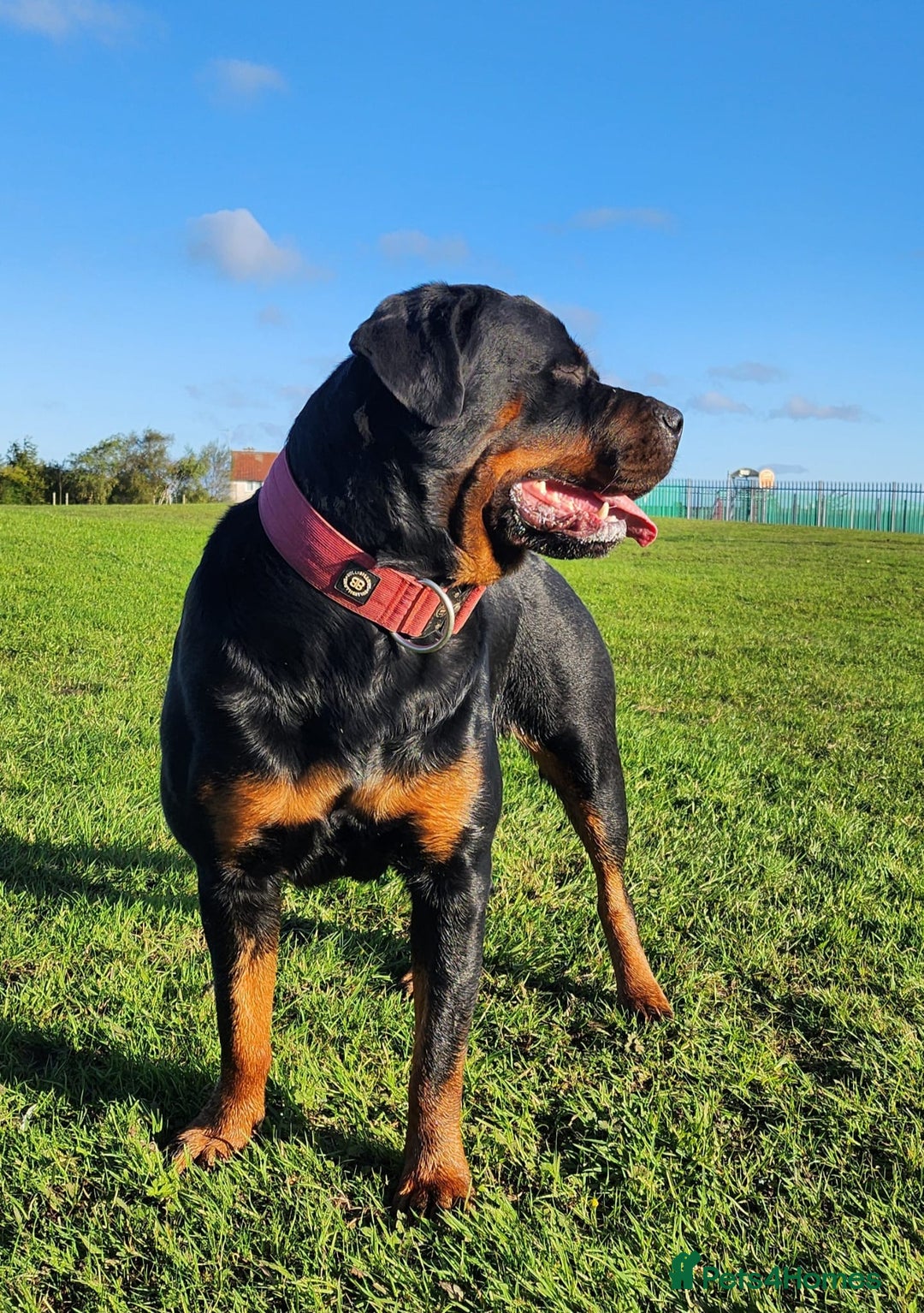 Rottweiler dogs for sale: KC chunky rottweiler puppies - Advert 2