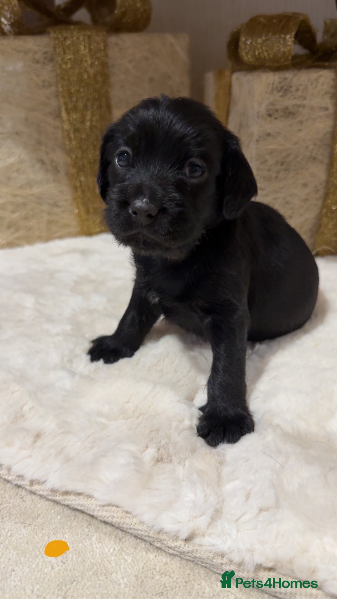 Mixed Breed dogs for sale: chunky litter of French bulldog cross cockapoo - Advert 6