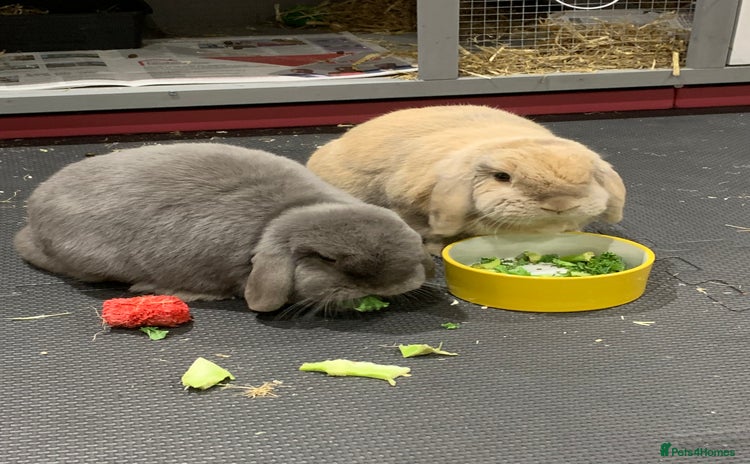 Mini Lop rabbits - Advert 2