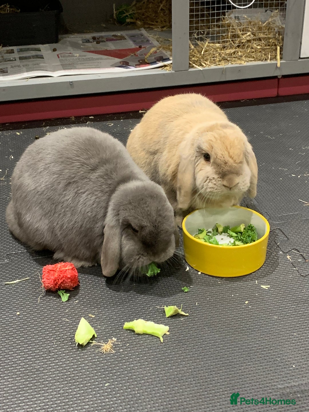Mini Lop rabbits for sale: Super cute lop rabbits - twin girls - Image 1