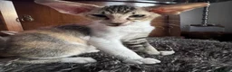 Peterbald cats for sale: Pedigree registered TICA kittens - Advert 13