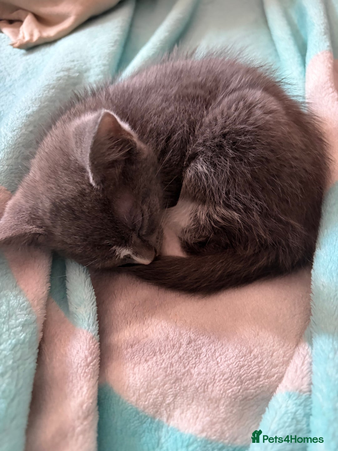 Mixed Breed cats for sale: Half ragdoll girl kittens ready now  - Image 2