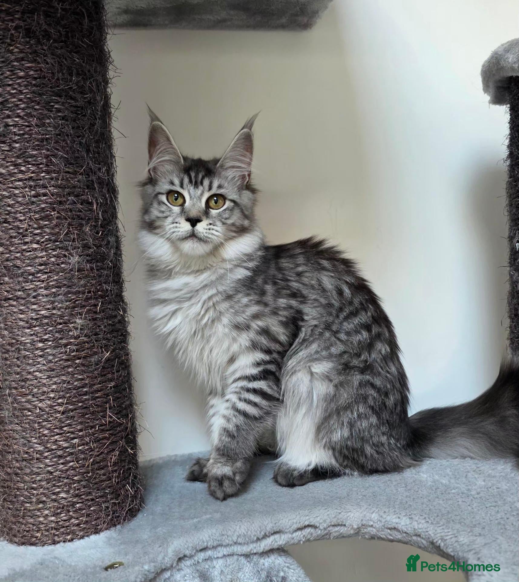 Maine Coon cats Premium Pedigree Maine Coon Kittens – Ready Now 🐾 - Advert 1