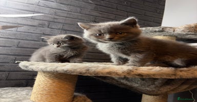 British Shorthair cats - Advert 2