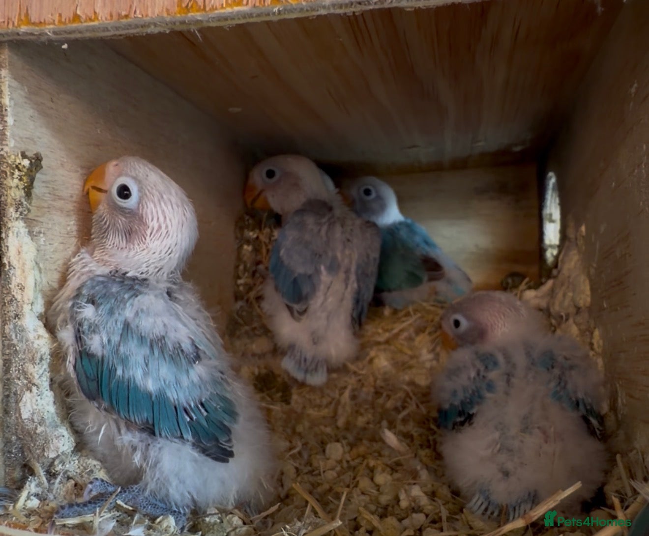 Lovebirds birds Baby lovebirds - Advert 2