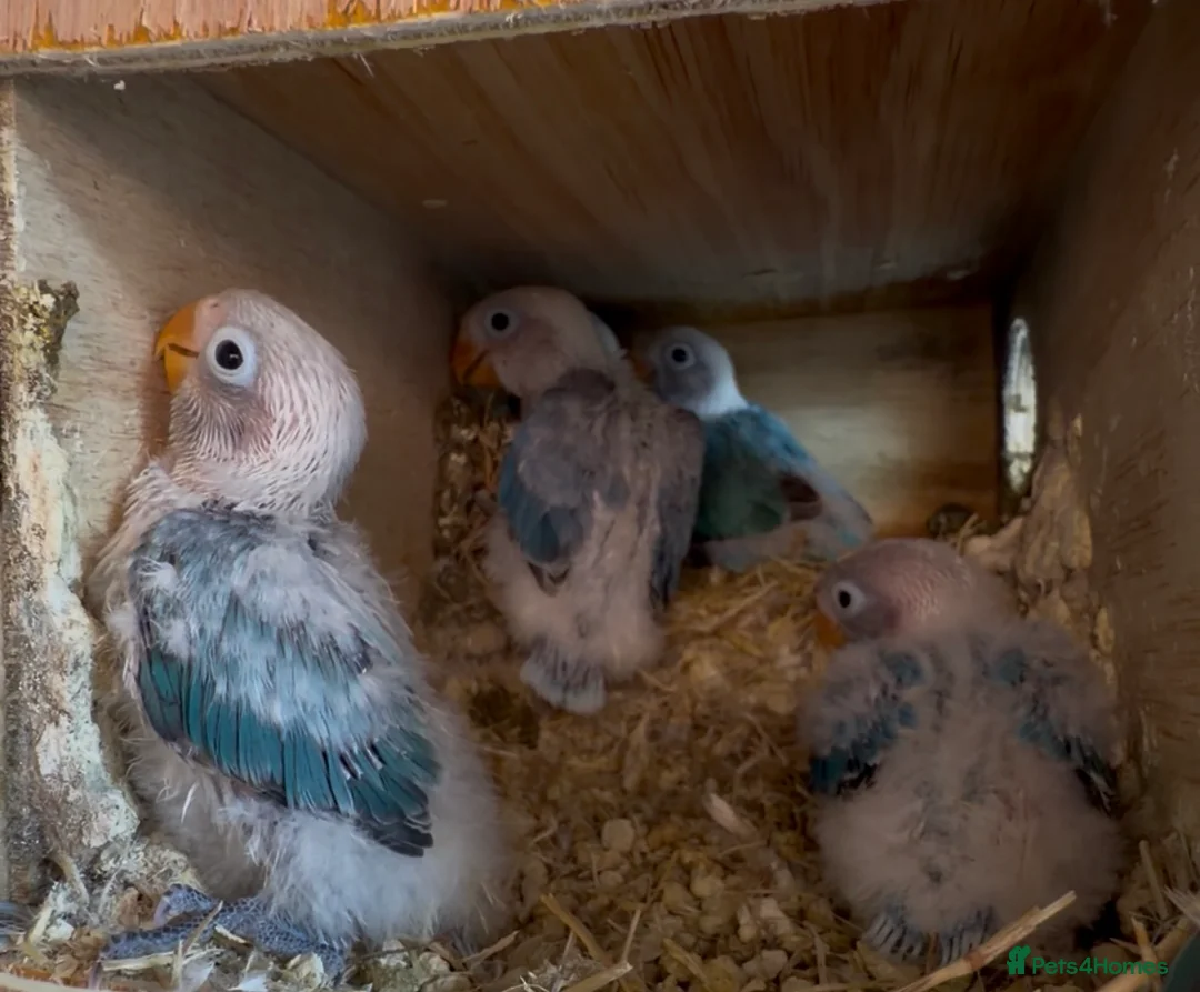 Lovebirds birds for sale: Baby lovebirds - Advert 2