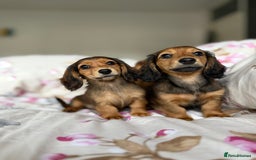 Dachshund dogs for sale: Kc . Reg. miniature longhair dachshund puppies  - Image 11