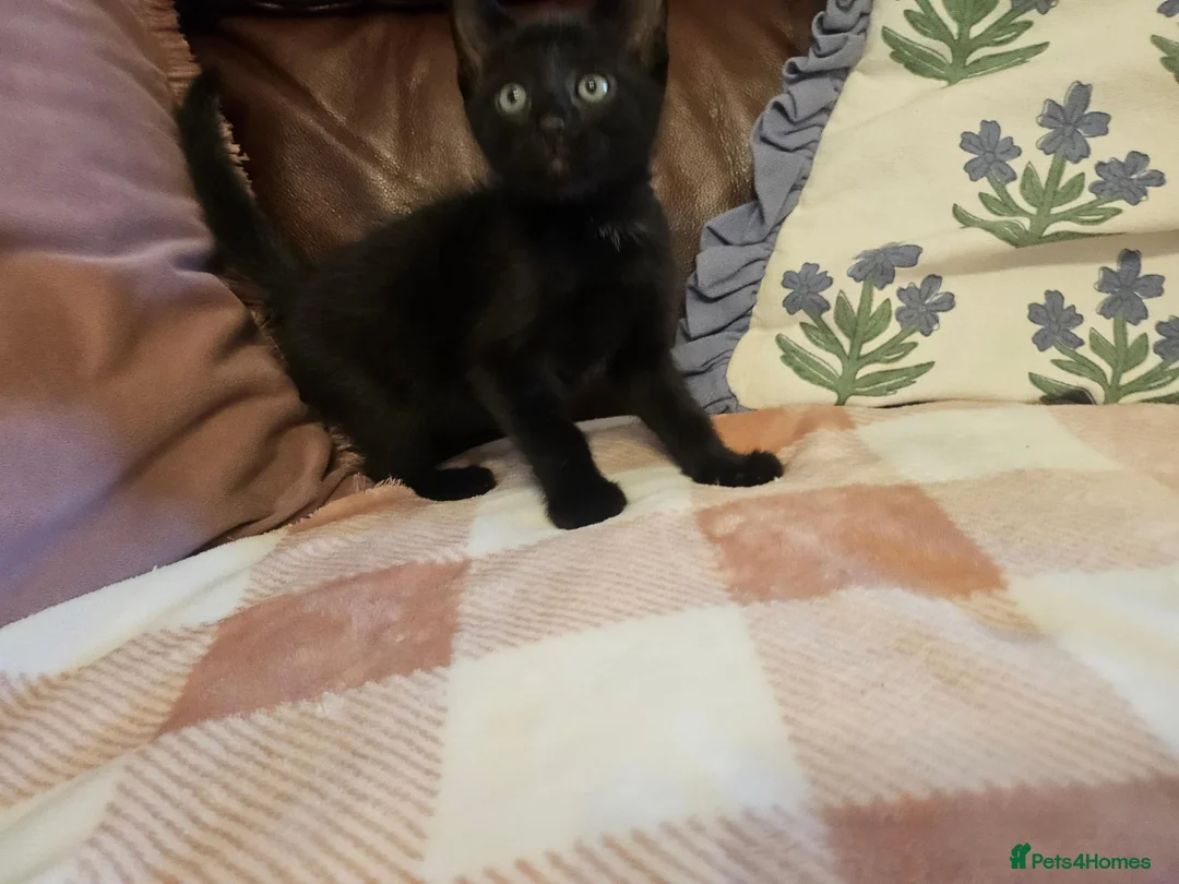 Mixed Breed cats for sale: 3 adorable kittens for sale  - Advert 9