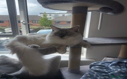 Ragdoll cats for sale: Purebred Ragdoll cat for rehoming - Image 5