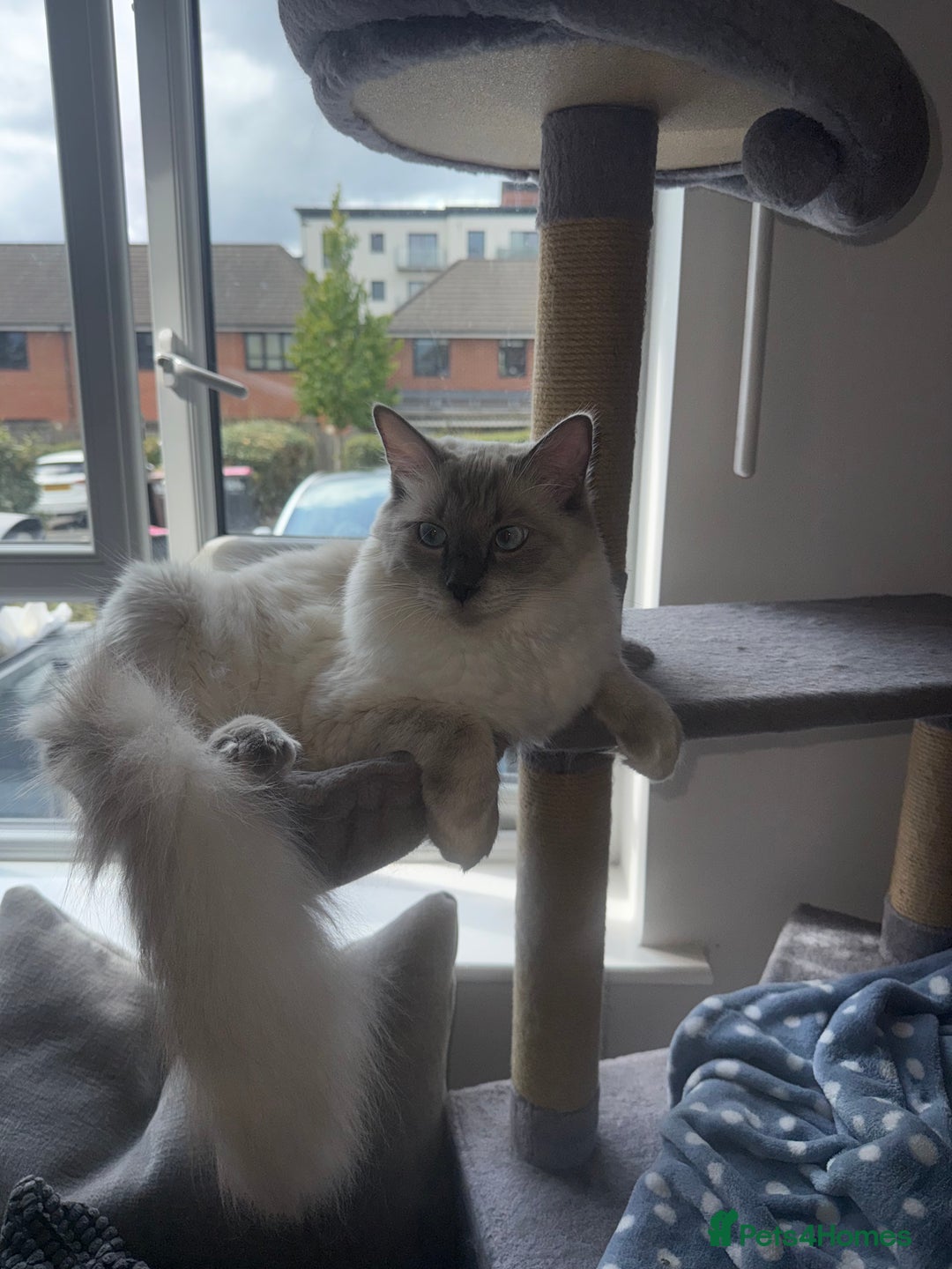 Ragdoll cats for sale: Purebred Ragdoll cat for rehoming - Image 5