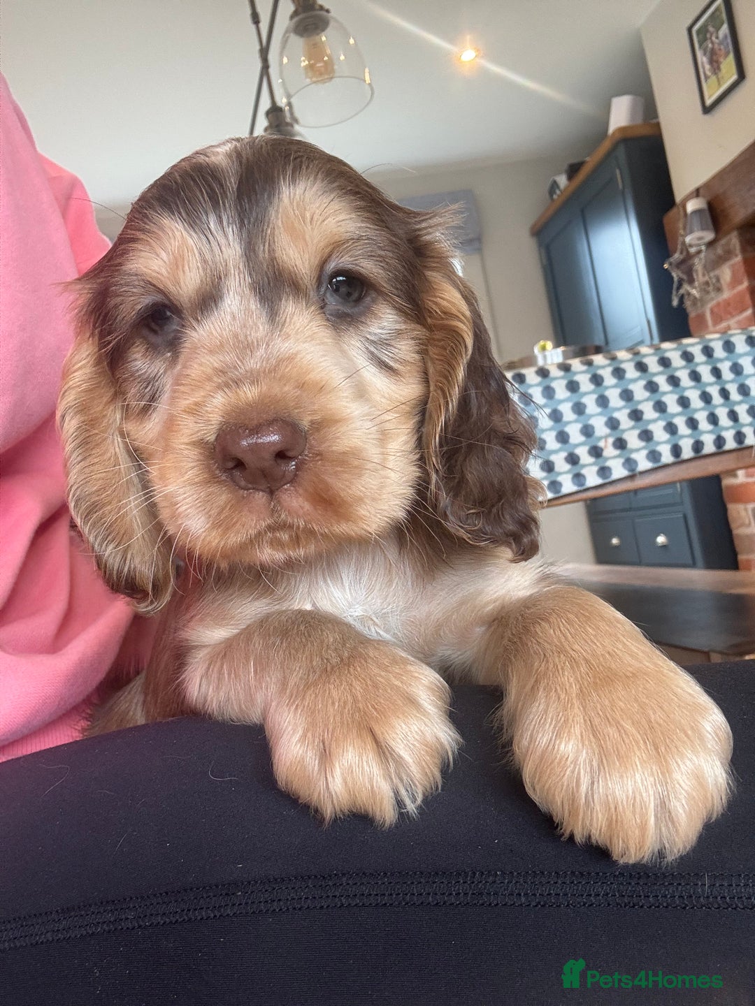 Cocker Spaniel dogs for sale: Gorgeous KC Show cocker spaniels  - Image 8
